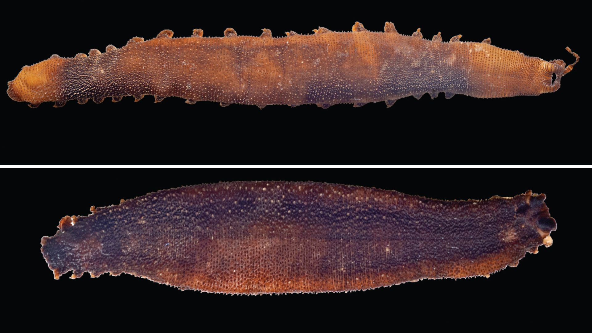 A century later, the Himalayan velvet worm walks again